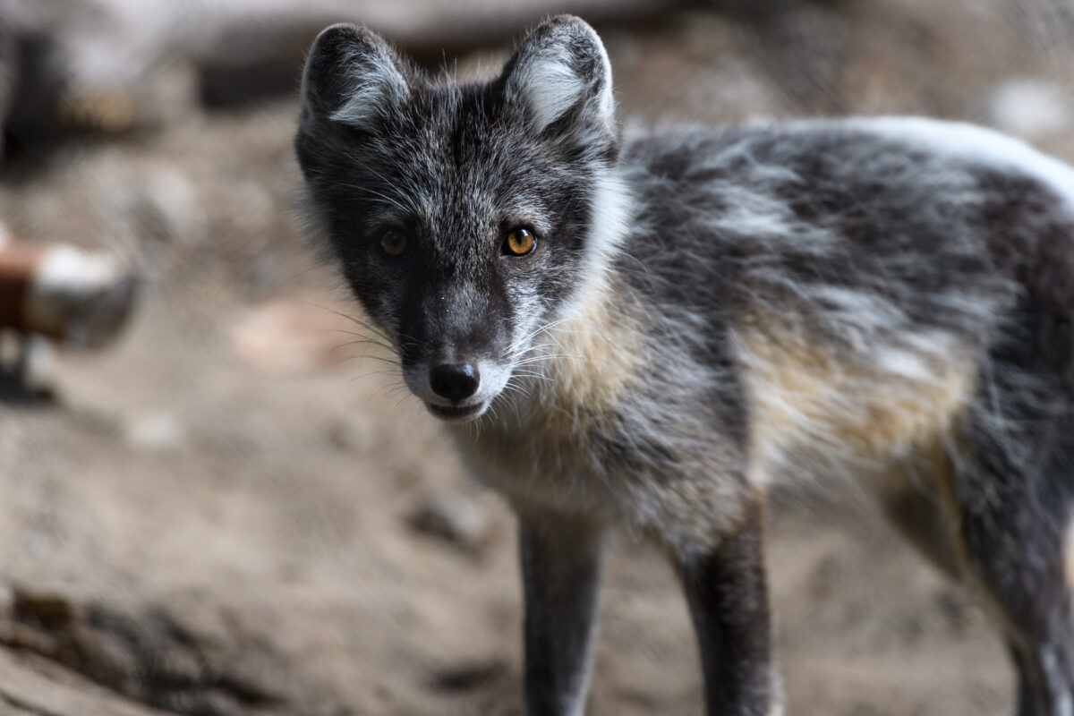 Arctic fox – Fox Protection International