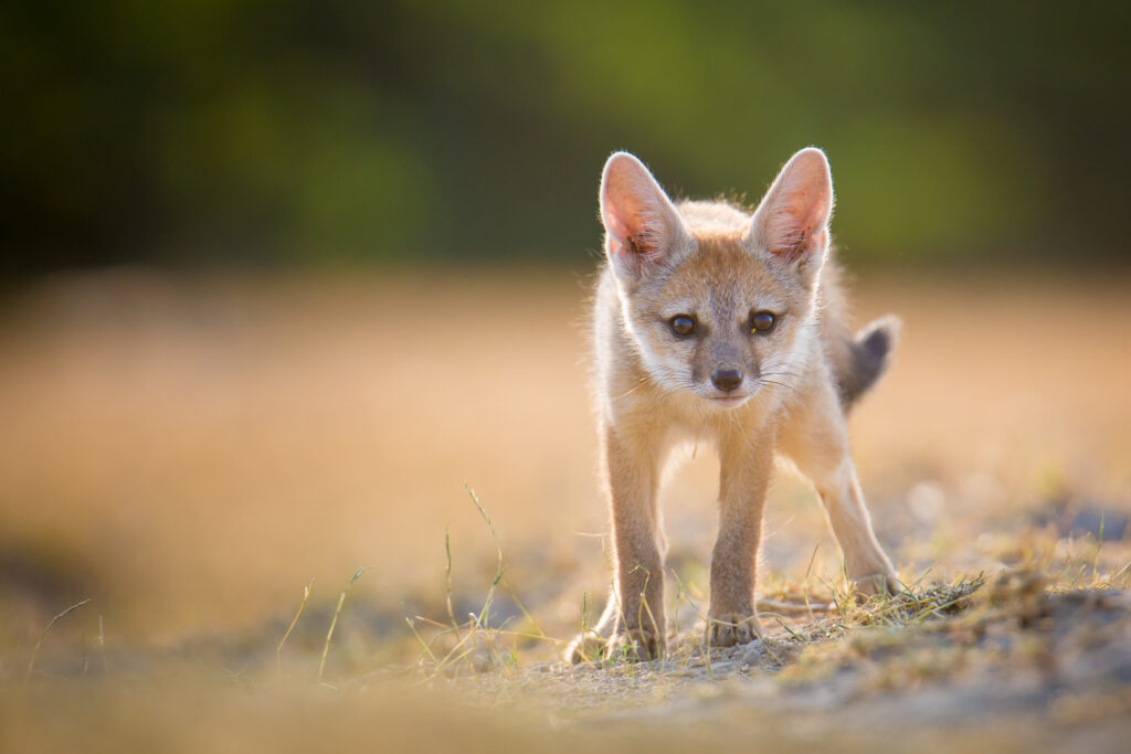 fox bengals